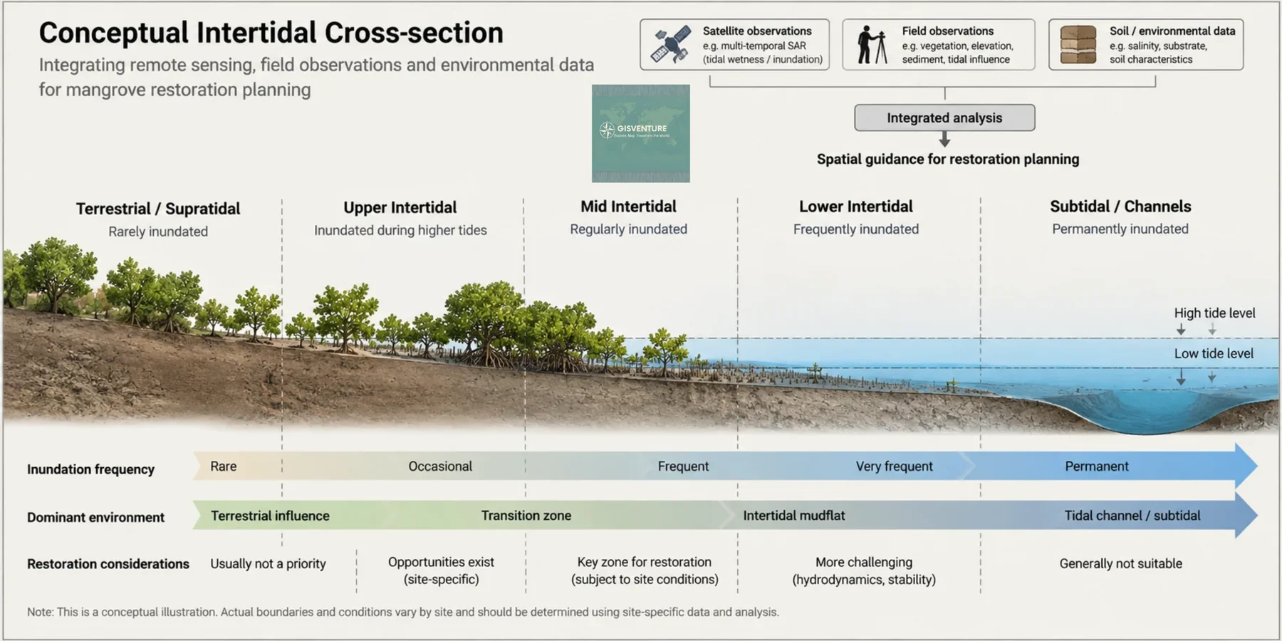 Illustrated cross-section from land to tidal channel in five zones: terrestrial or supratidal (rarely inundated, usually not a restoration priority), upper intertidal (inundated at higher tides, site-specific opportunities), mid intertidal (regularly inundated, key zone for restoration subject to site conditions), lower intertidal (frequently inundated, more challenging) and subtidal channels (permanently inundated, generally not suitable). Boxes at the top show satellite, field and soil data feeding an integrated analysis.